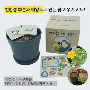 생물다양성 메리골드 키우기 키트