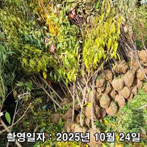 천도복숭아 / 환타지아 / 3년생 / 결실주