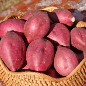 [청년형제] 25년 오리지널 여주 햇 밤고구마 5kg(특사이즈)