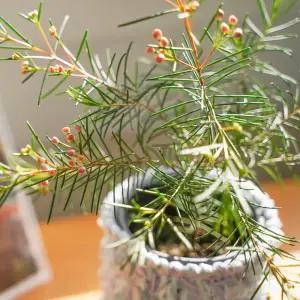 갑조네 왁스플라워(소품) 향기나는 꽃 식물 야생화 솔매화