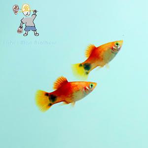 [힘찬열대어] 레드 옐로우 미키마우스 플래티 6마리