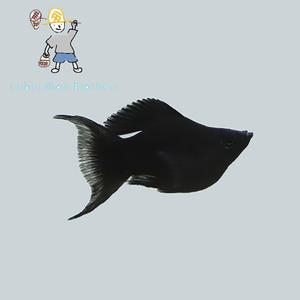 [힘찬열대어] 블랙 풍선 몰리 5마리