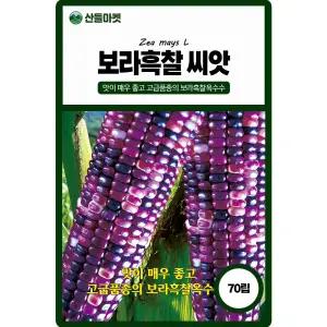 KS종묘 보라흑찰 옥수수씨앗 70립 경부병과 모자이크병에 강한 옥수수씨 종자