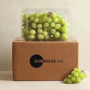썬리지 산지 직수입 아삭 달콤 씨없는 청포도 포도 900g 1.8kg