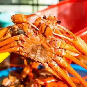 [자연맛남]속초 생물 홍게 대 2kg 4-5미(수율80-90프로/마리당400-500g)