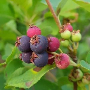 준베리나무 묘목 모종 다간형 결실주 H1.5~1.8m 분묘1개