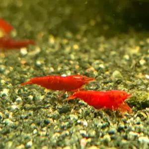 블러드메리 관상용 새우 10마리 키우기
