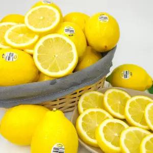 실속형 씨없는 레몬 20입, 40입(중과120g 140과사이즈)