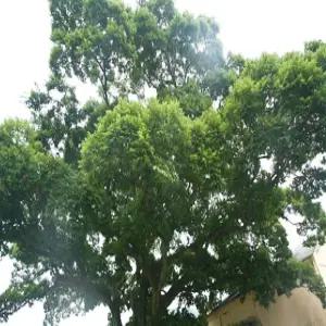 팽나무 묘목 실생4년 분묘1개