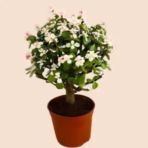 사계절 피는 꽃 실내 식물 꽃피는 선물 관상 키우기쉬운 인테리어 화분