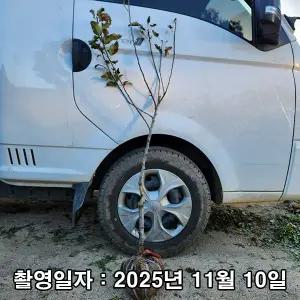 사과나무 / 시나노골드 / 3년생 / 결실주