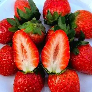 논산 설향딸기 한입과 1팩 20구내외