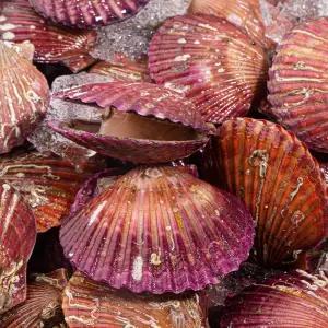 통영 제철 세척 비단 통통 홍가리비 1kg(15-20미 내외)