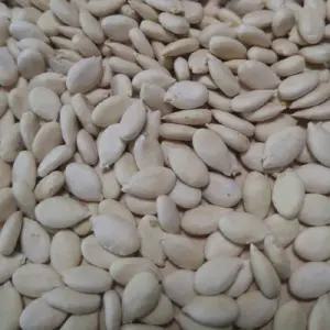 동과씨앗 1200립 동아씨앗 국내 채종