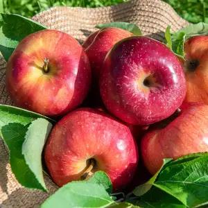 ㅁ 제철과일 거창산지 신선  못난이 부사 사과 2.5kg