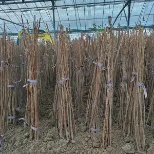 과일나무_체리나무 (라핀) 접목1년 묘목_자가수정체리