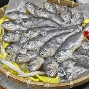 영광 법성포 굴비선물세트 20미 (마리당18cm내외) 1두릅 1.2kg급 영광굴비