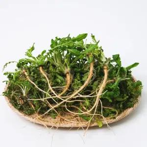 하나의팜 국내산 햇 냉이 1kg