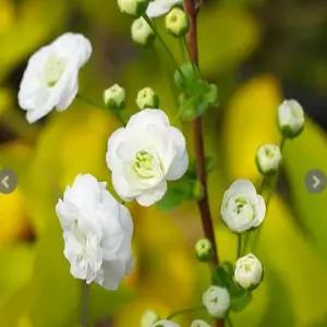 장미조팝나무_조팝/겹꽃모양의조팝나무/삽목묘2년생 (YE)