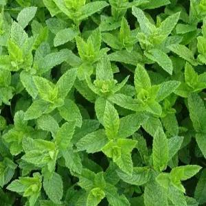 국내산 애플민트 20립 (일반종) 허브종자 (SL)