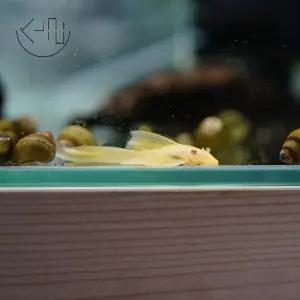 안시 롱핀 (관상어, 열대어, 청소 물고기)