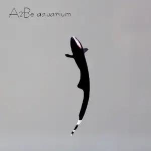 [에이투비]블랙고스트 / 5cm전후 / 1마리