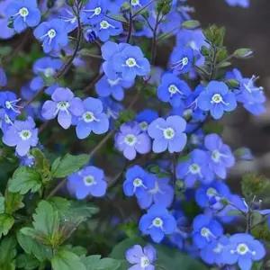 베로니카 조지아블루 3포트 모종 다년생 노지월동 야생화 C02