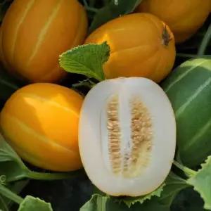 국내산 성주참외 꿀참외 10kg | 선물용 고당도