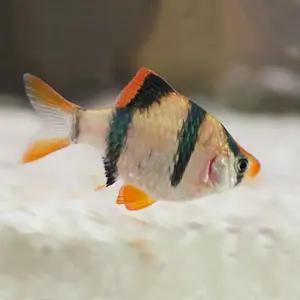 열대어 수마트라 50마리 100마리 한정 대량구매