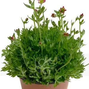 천상초 운간초 키우기 노지월동 야생화 꽃 정원 화단 플랜테리어 소품