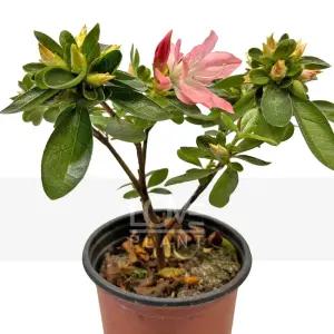 해피핑크 철쭉꽃 아잘레아 아젤리아 서양 철쭉 화분 야생화 봄 꽃 나무 소품