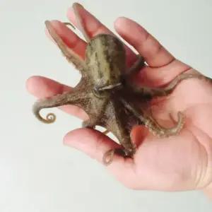 제철 알배기 활 쭈꾸미 생물 1kg