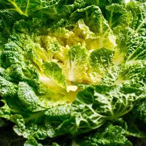 국내산 제철 햇 봄동 배추 2kg 3kg