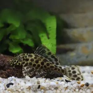 열대어 나비 비파 3cm내외 1마리 이끼청소 물고기