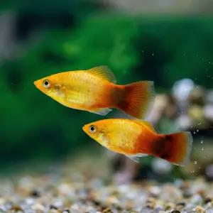 열대어 골드 미키마우스 플래티 5마리