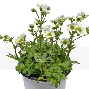 천상초(흰색) 운간초 키우기 노지월동 야생화 꽃 정원 화단 플랜테리어 소품