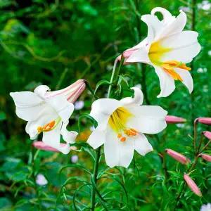 [백합구근] 리게일 3구