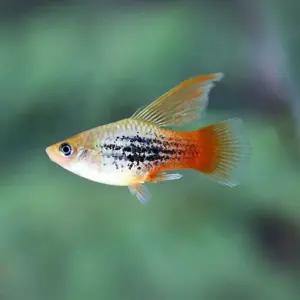 열대어 하이핀 플래티 메탈릭 레드 골드 1마리