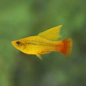 열대어 하이핀 플래티 썬셋 골드 1마리