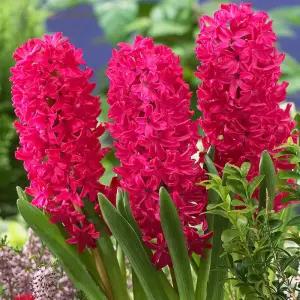 꽃모종 히야신스 잔보스 9cm분