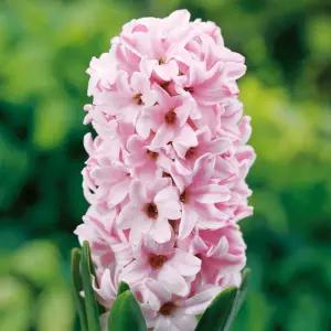 꽃모종 히야신스 폰단트 9cm분