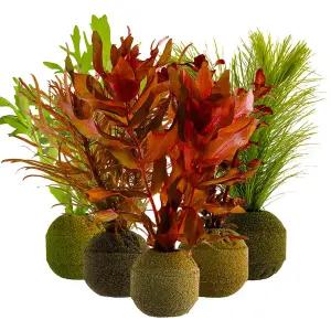 [착한수초] 달팽이 없는 랜덤 포트수초 4개 초보자용 수초키우기 구피은신처