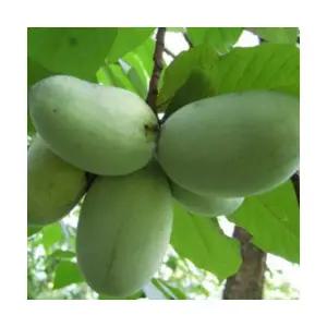 (성실)포포나무(뽀뽀나무) 키100센치내외 2그루