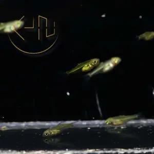 라스보라 쿠보타이 (관상어, 열대어)