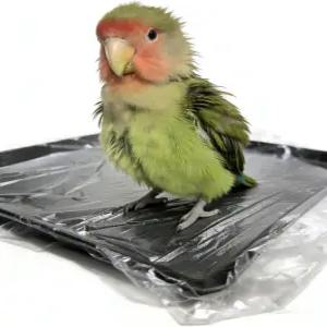 일회용 새장 라이너 백 100팩 - 23 x19 오버사이즈 플라스틱 트레이 커버 쉽게 설치할 수 있는 루즈 랩