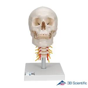 [종로의료기]3B Scientific 인체모형 두개골모형 A20/1 경추포함 4분리