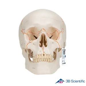 [종로의료기]3B Scientific 인체모형 두개골모형 A21 숫자표시 3분리