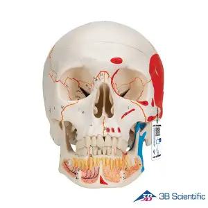 [종로의료기]3B Scientific 인체모형 두개골모형 A22/1 하악노출 숫자표시 채색 3분리