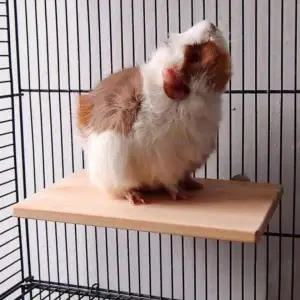 앵무새 장난감 버드 케이지 우드스탠드