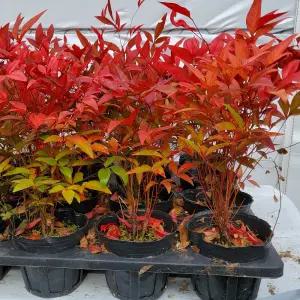 남천나무묘목 남천묘목